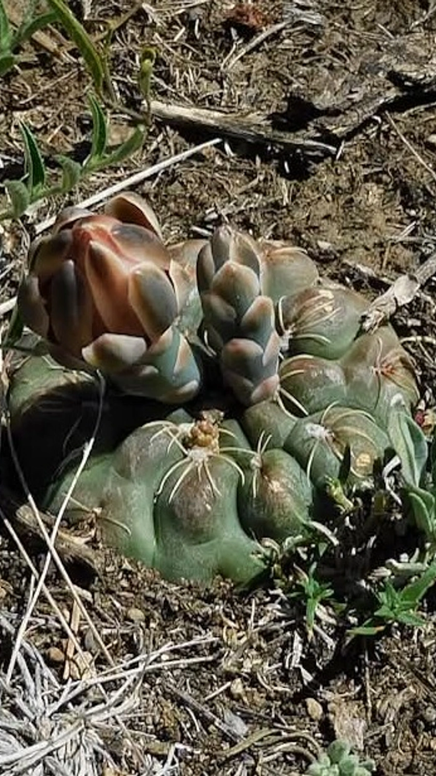 Gymnocalycium victorii