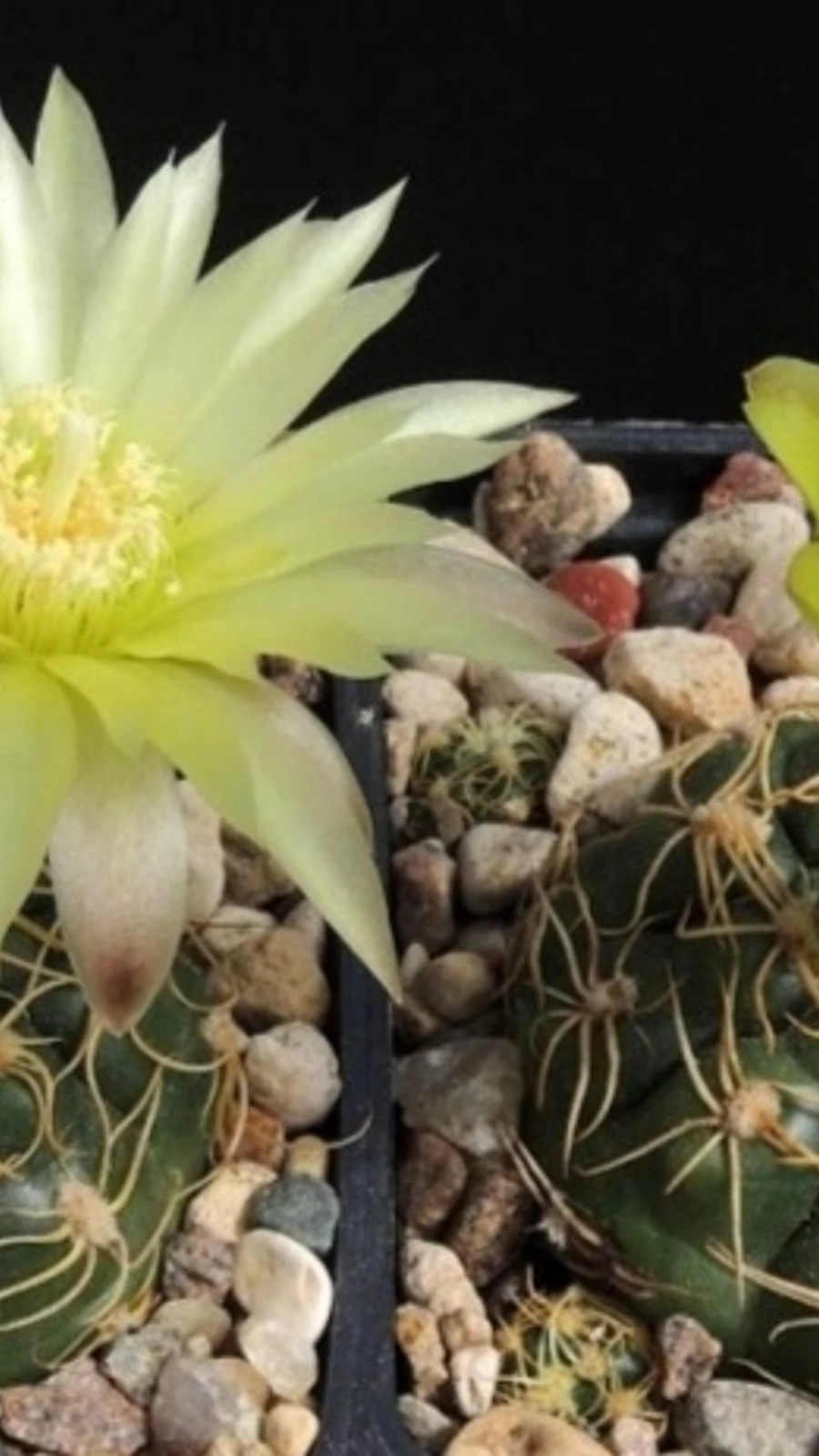 Gymnocalycium volskyi