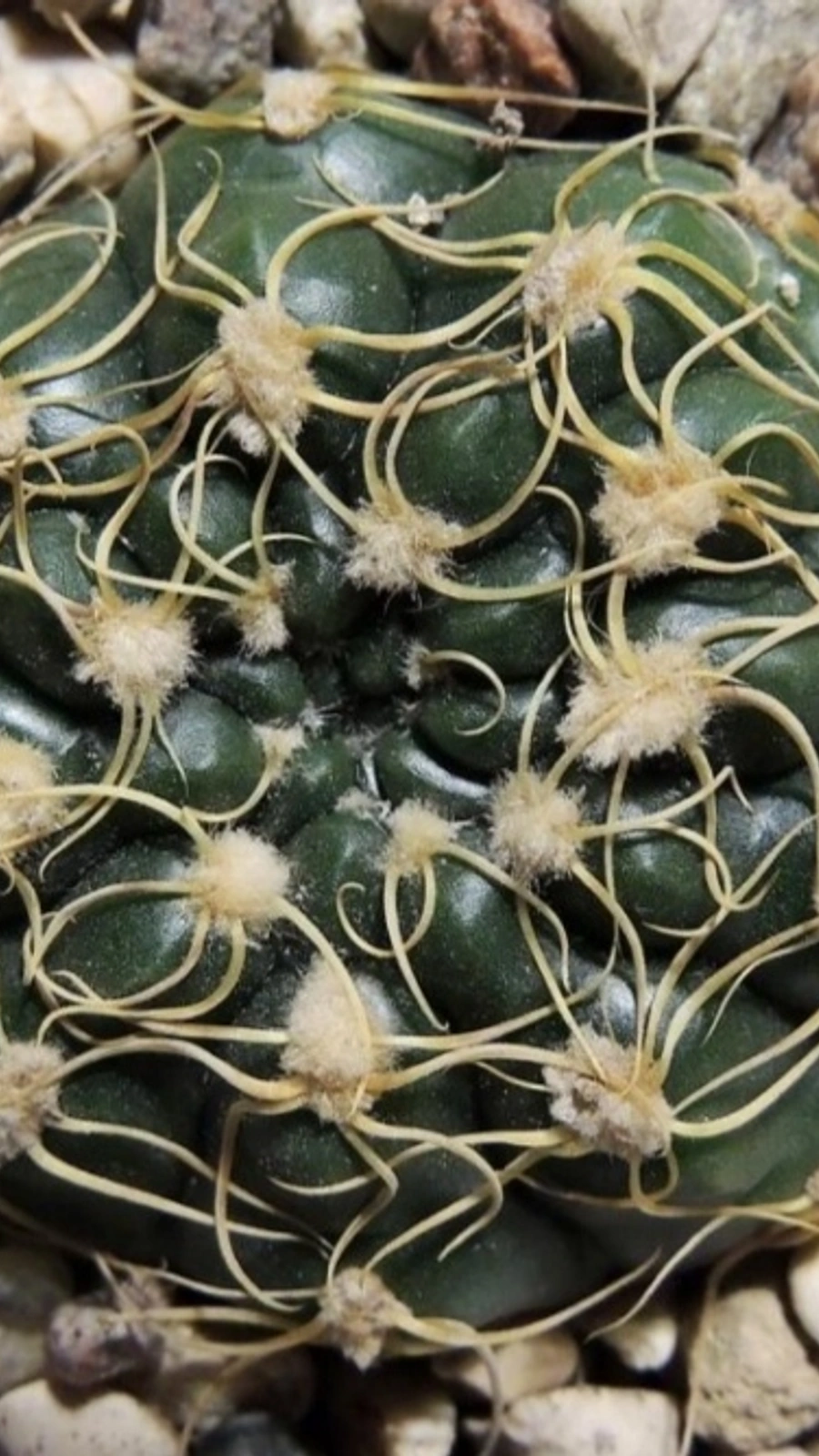 Gymnocalycium volskyi