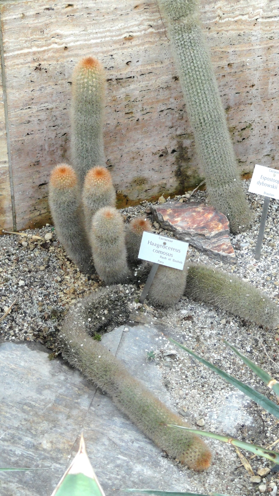 Haageocereus × comosus