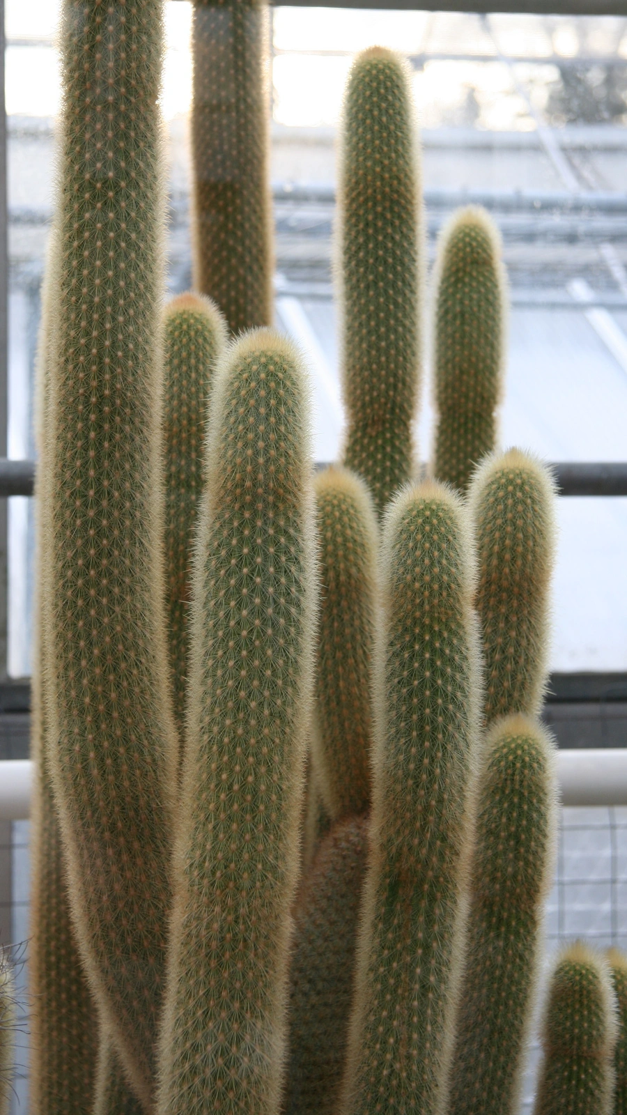 Haageocereus fascicularis
