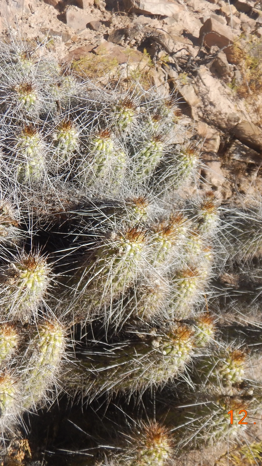 Haageocereus fascicularis