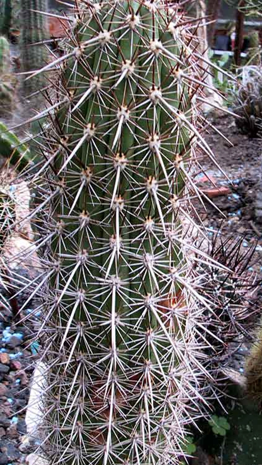 Haageocereus platinospinus