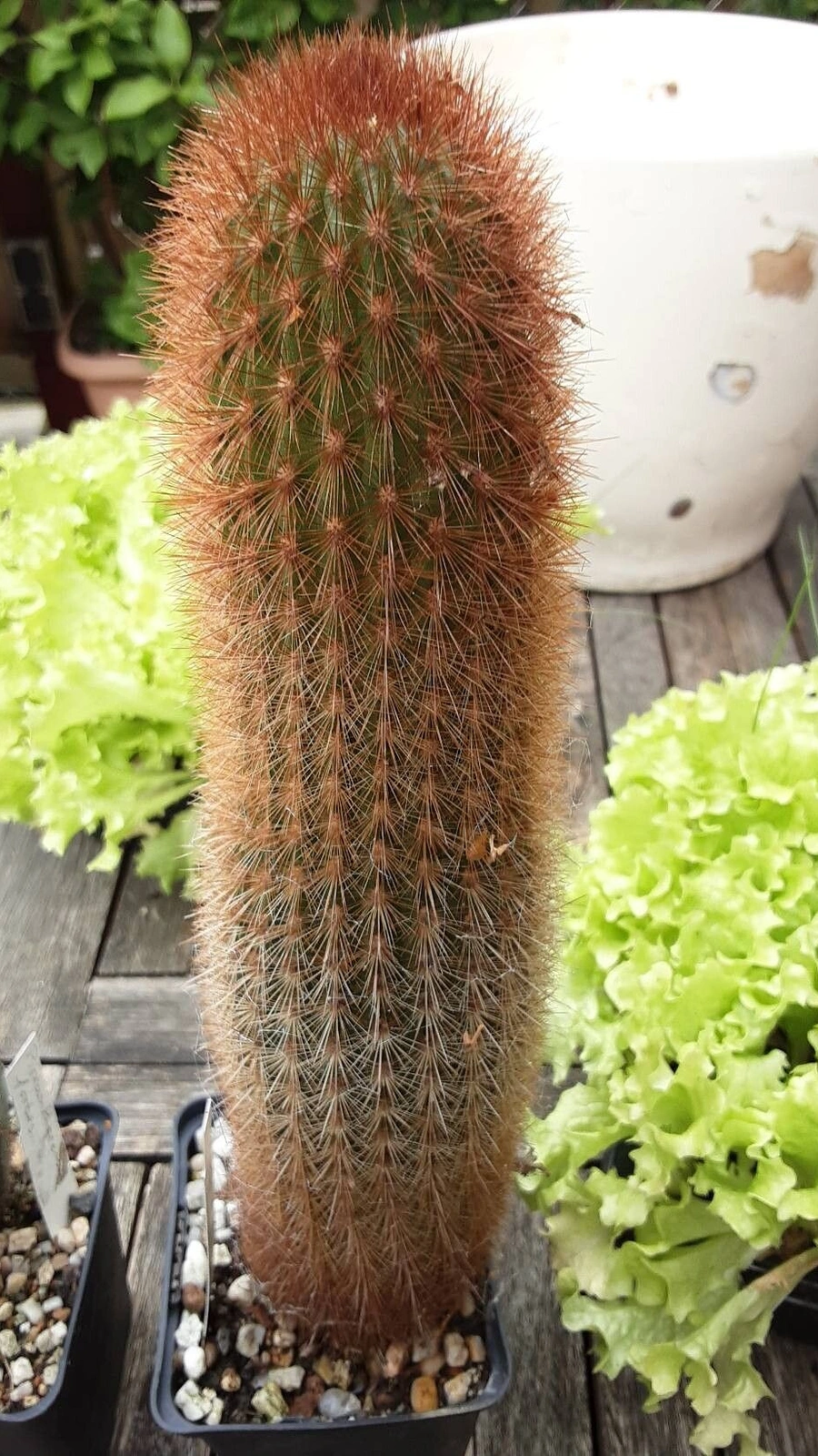 Haageocereus repens