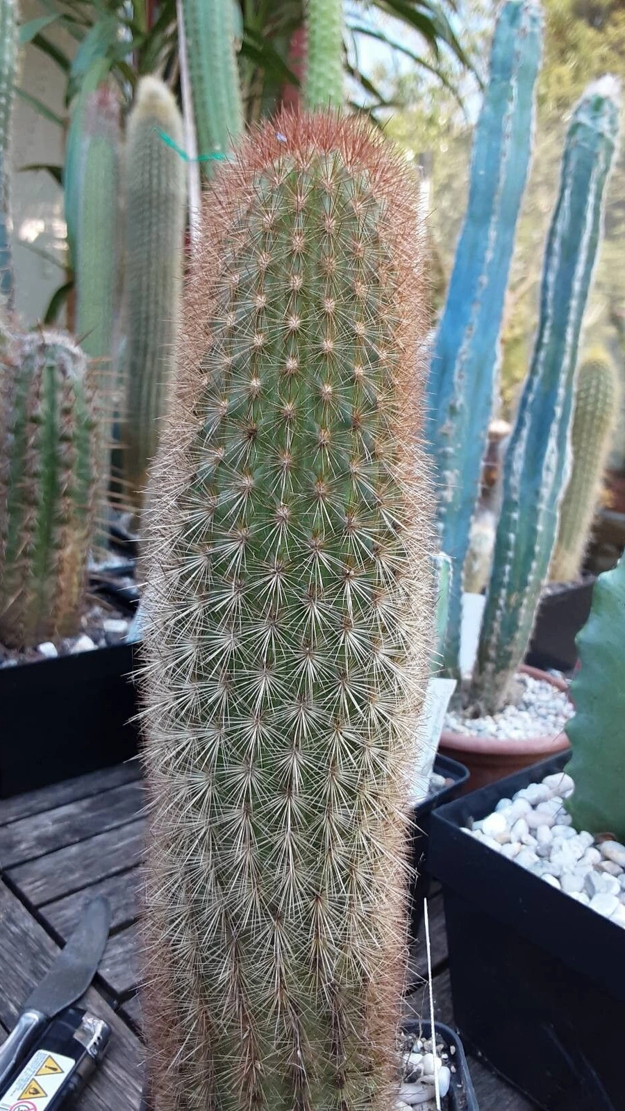 Haageocereus repens