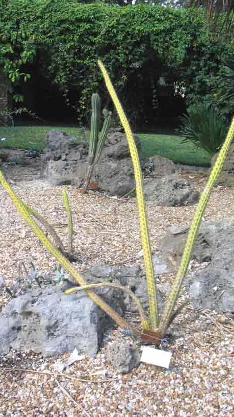 Harrisia aboriginum