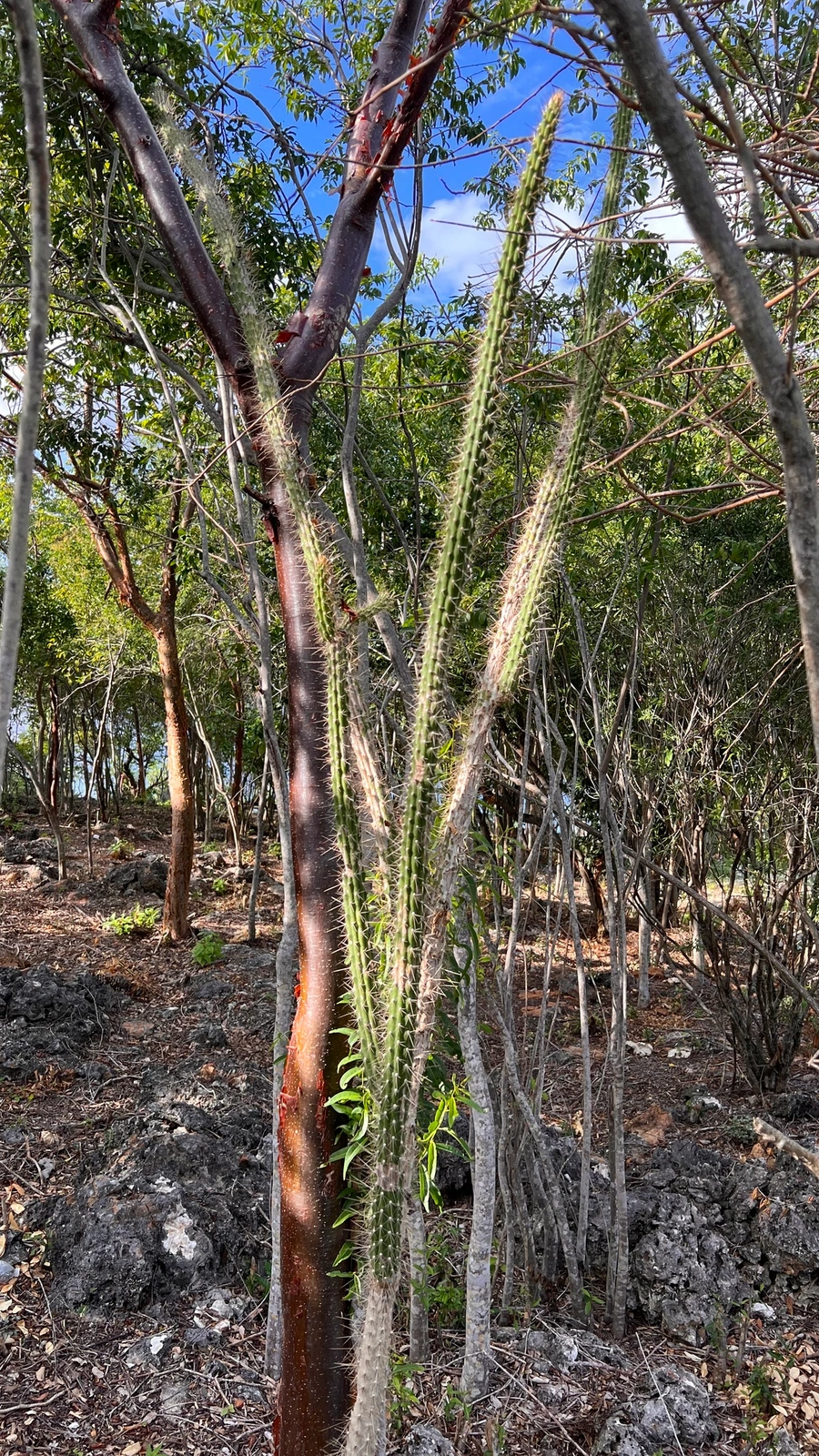 Harrisia caymanensis