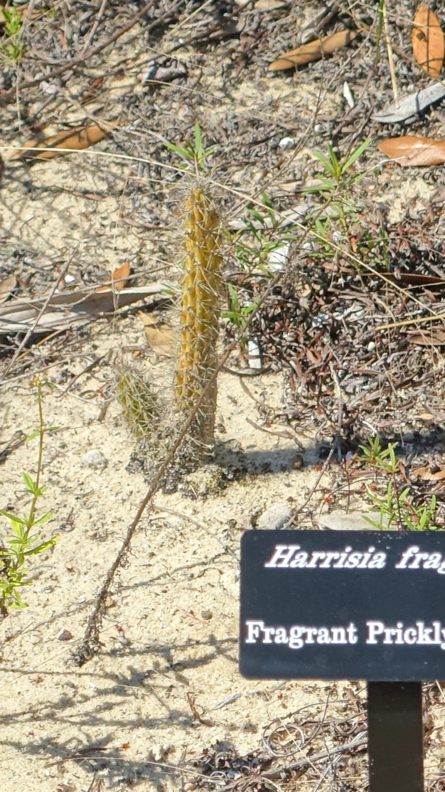 Harrisia fragrans