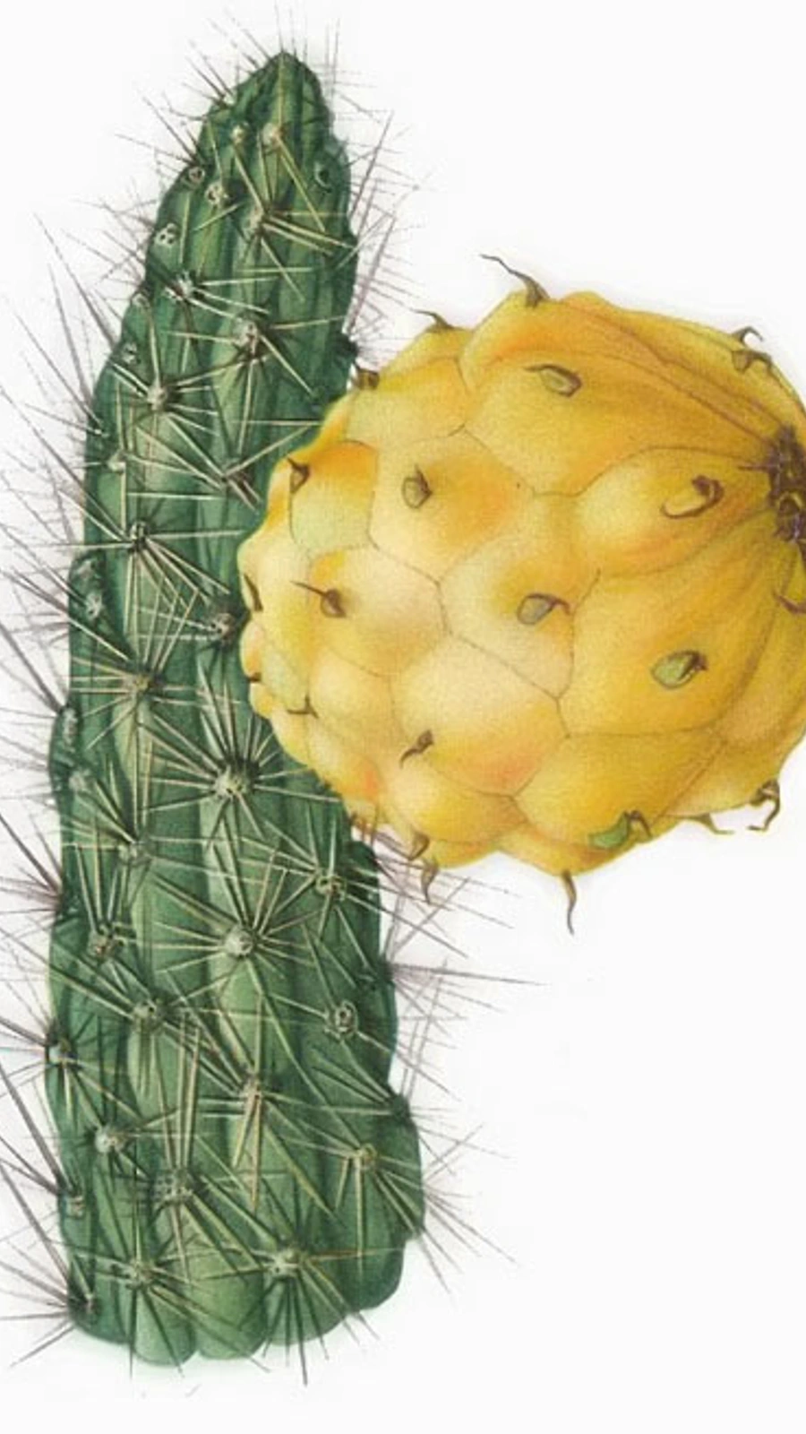 Harrisia portoricensis