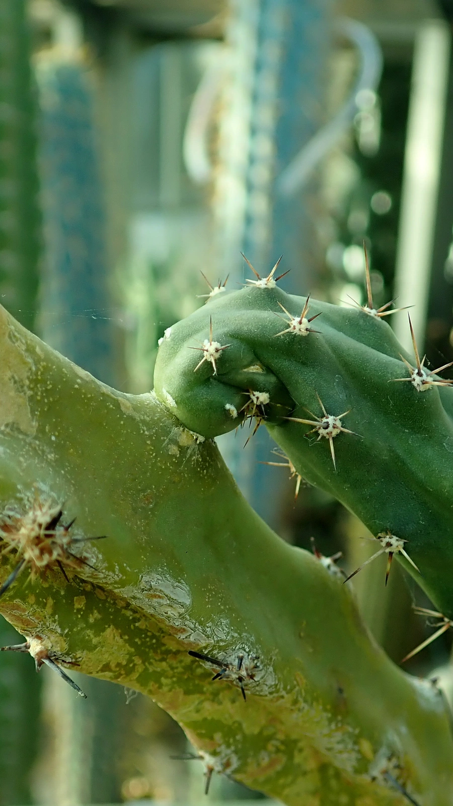 Harrisia regelii