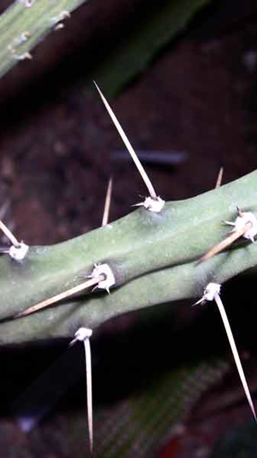 Harrisia regelii