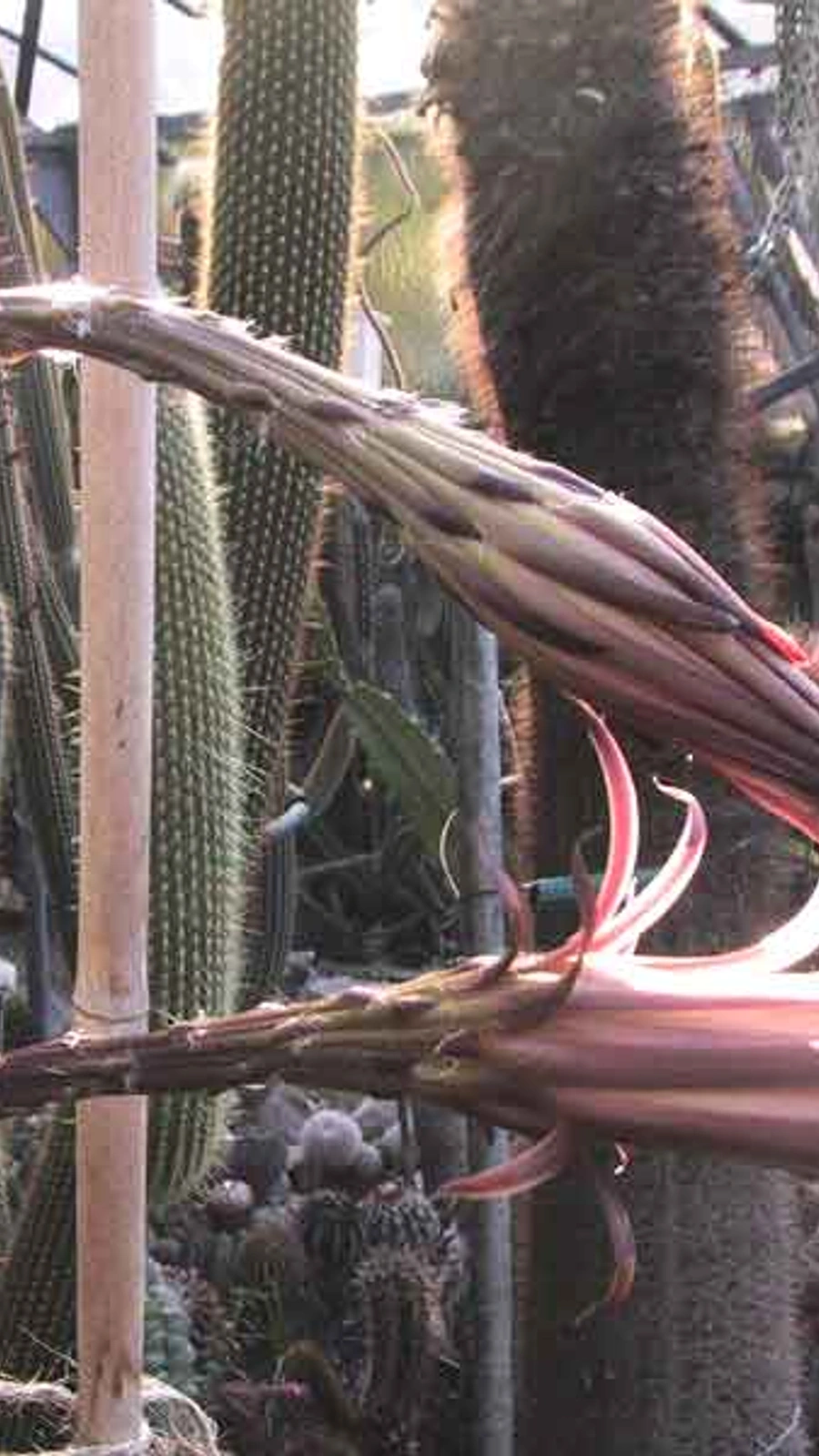 Harrisia taetra