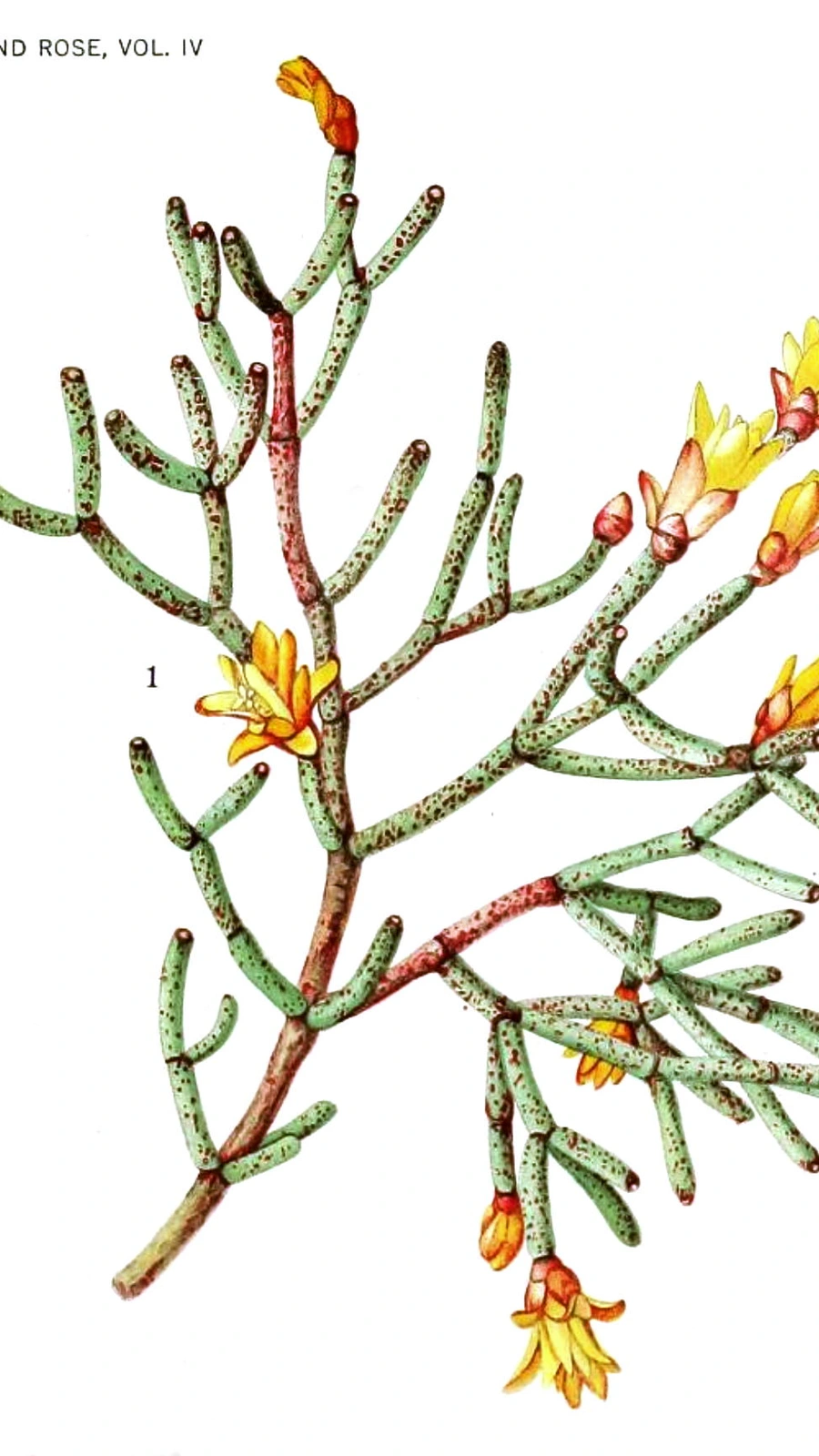 Hatiora cylindrica