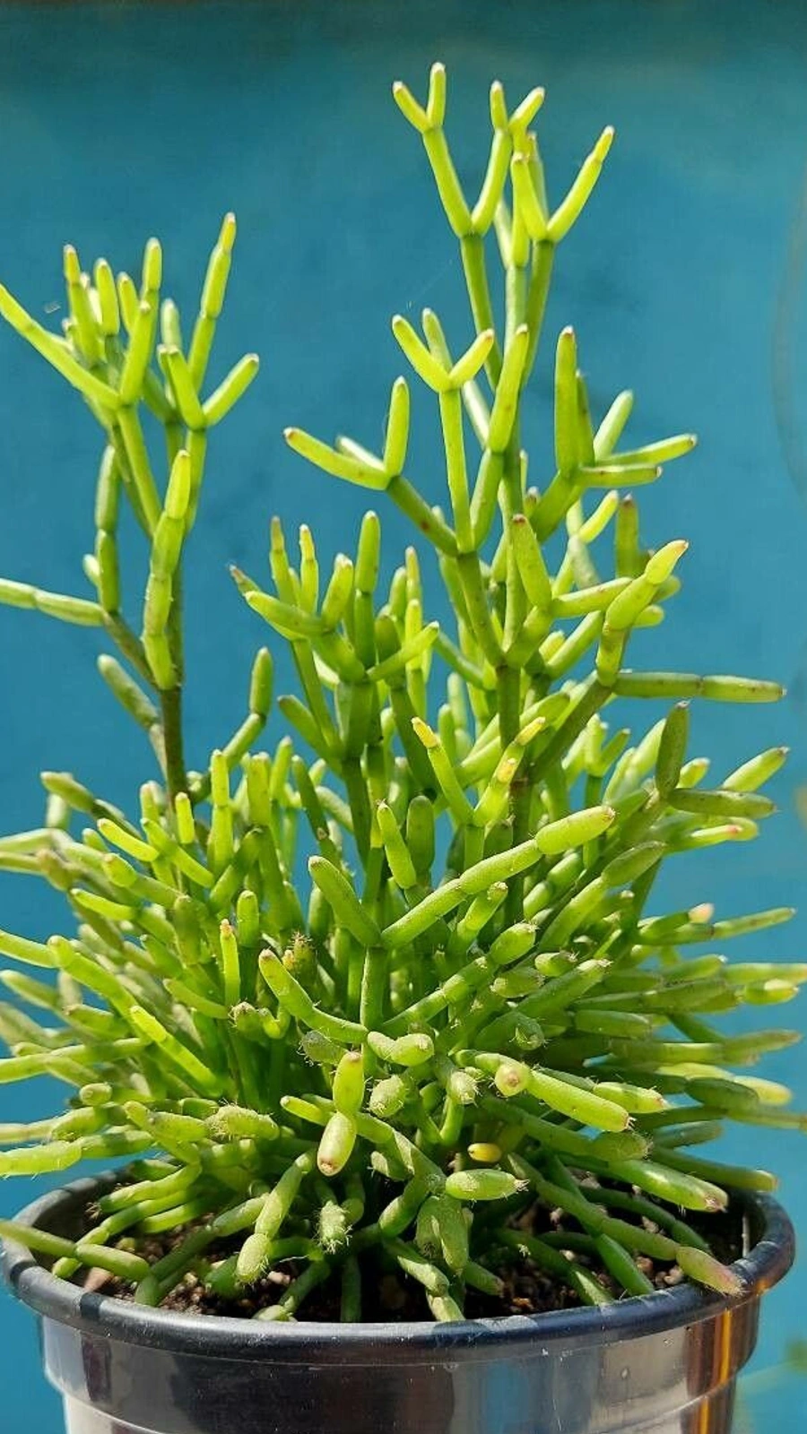 Hatiora cylindrica