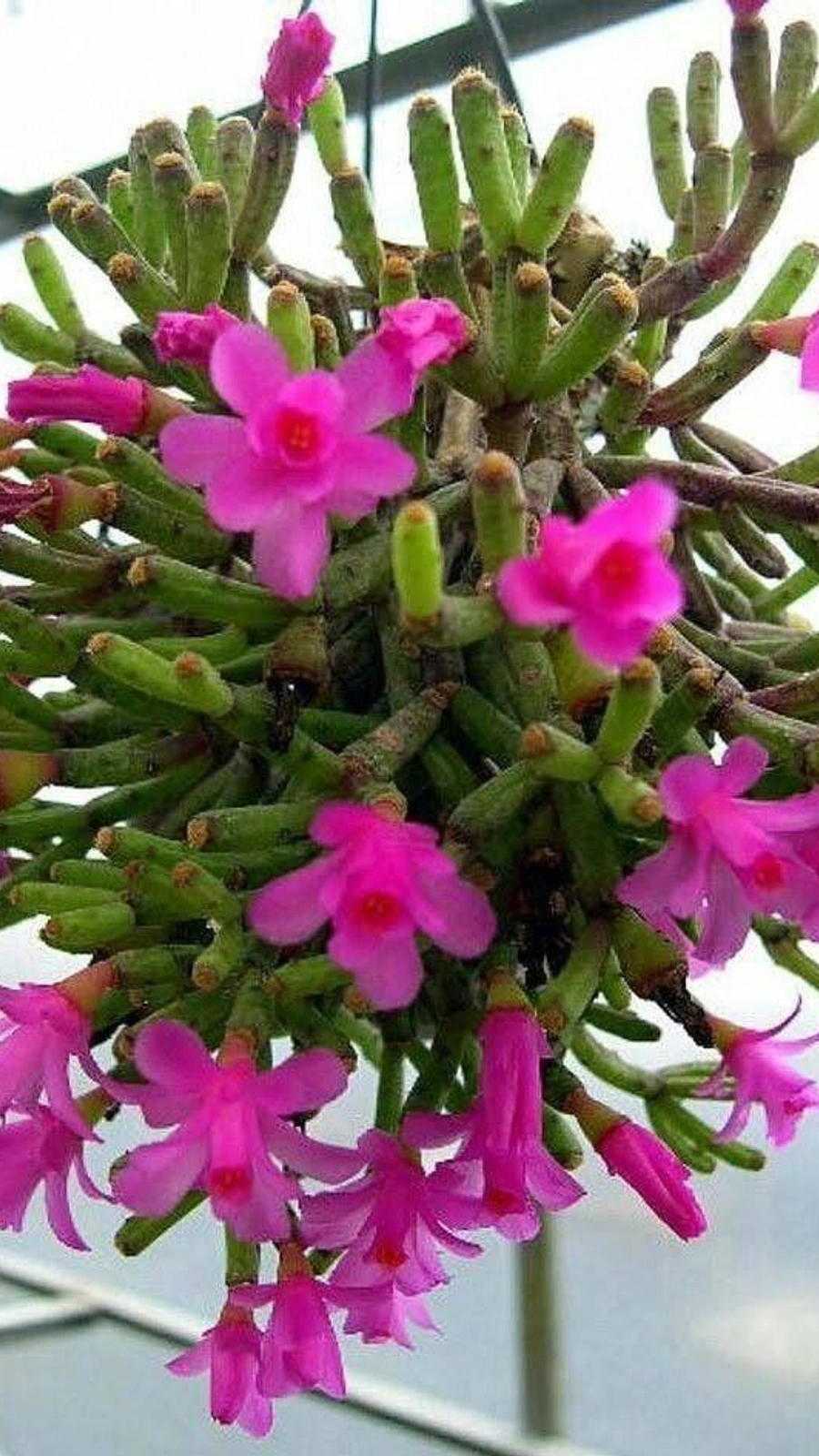 Hatiora herminiae