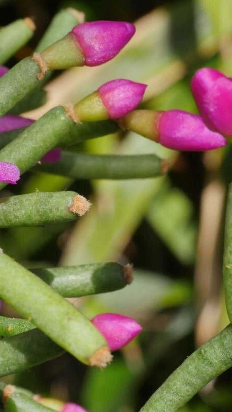 Hatiora herminiae