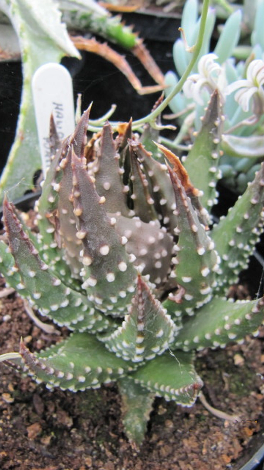Haworthia pumila