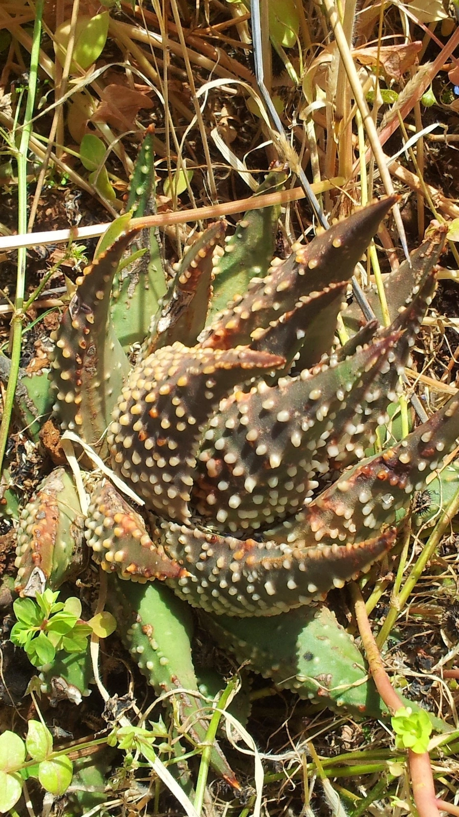 Haworthia pumila
