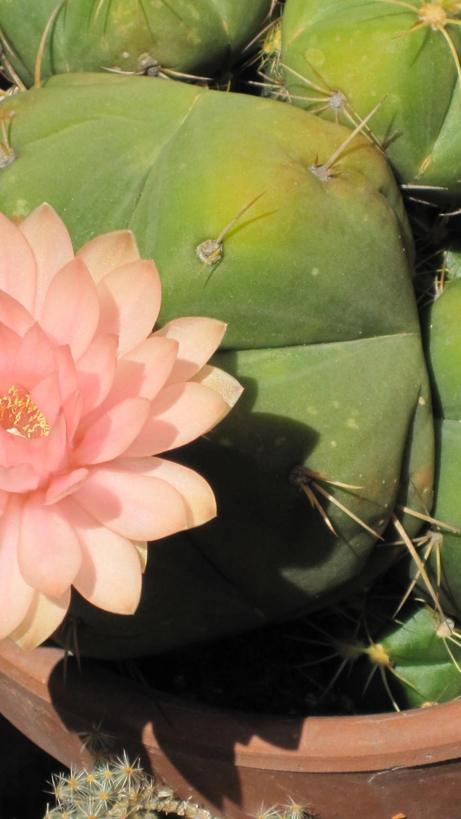 Gymnocalycium horstii