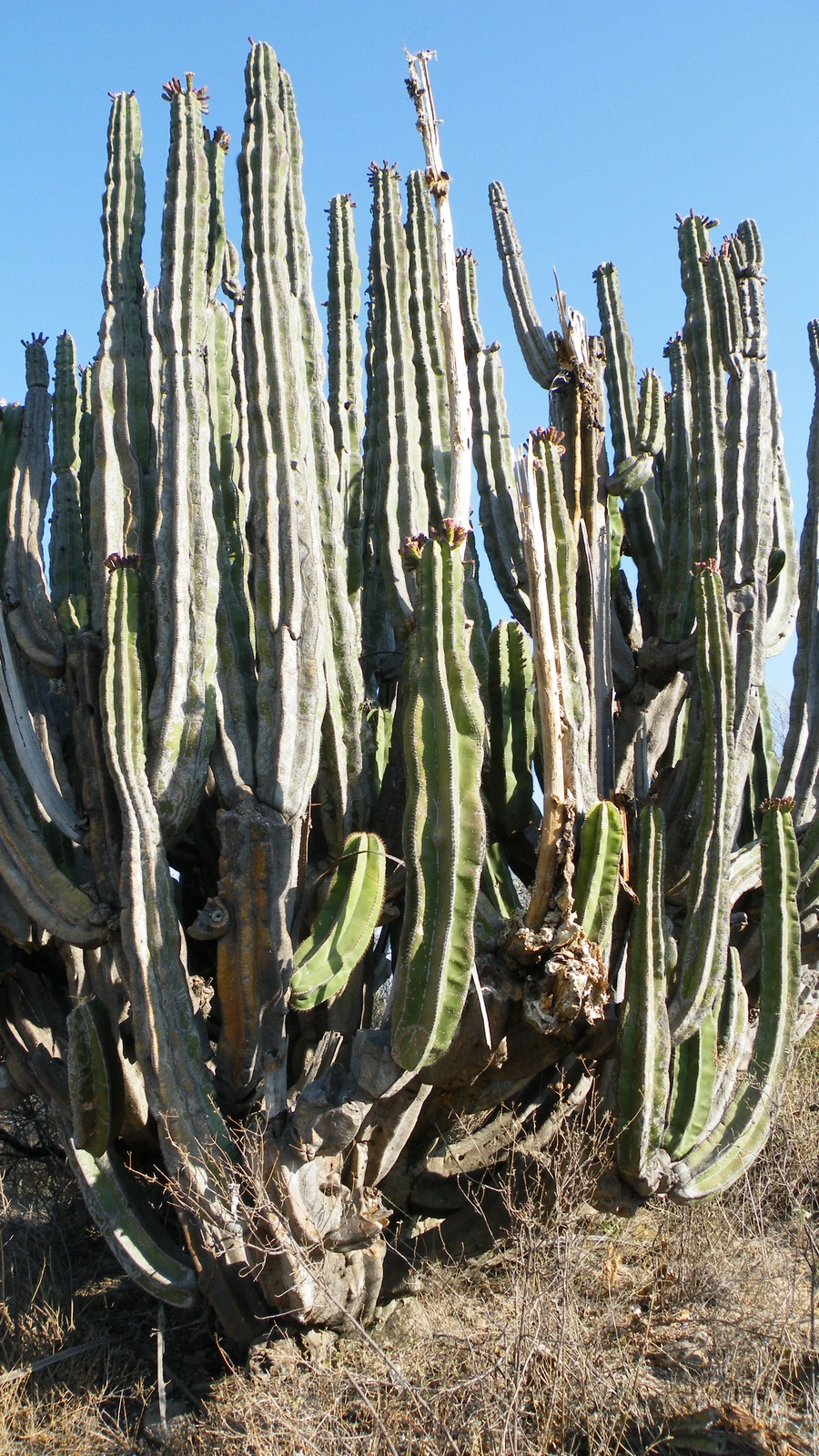 Isolatocereus dumortieri