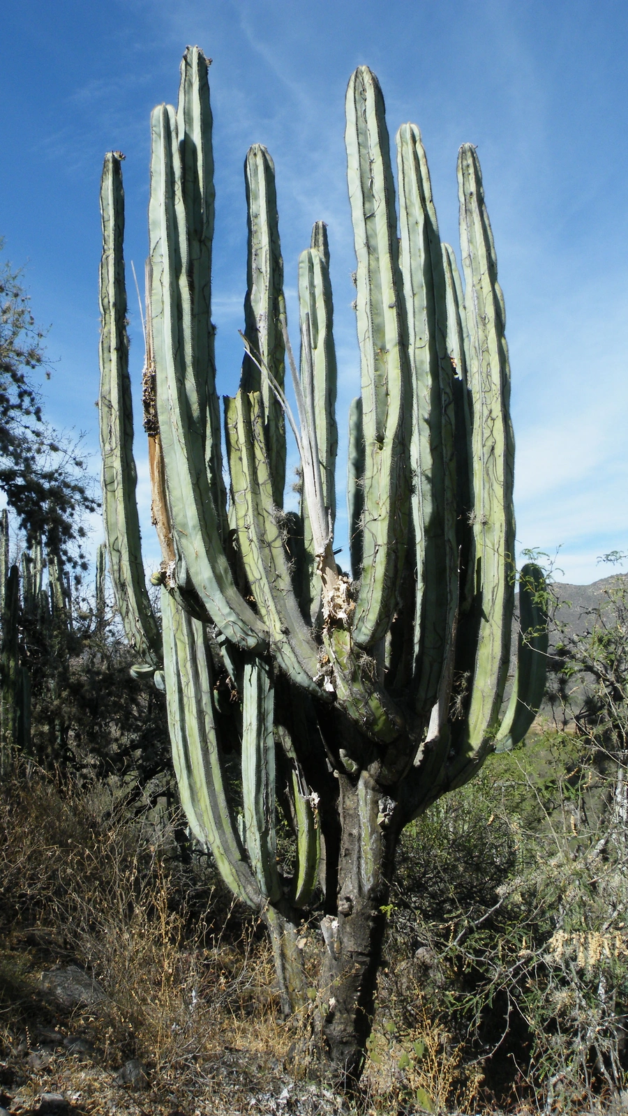 Isolatocereus dumortieri