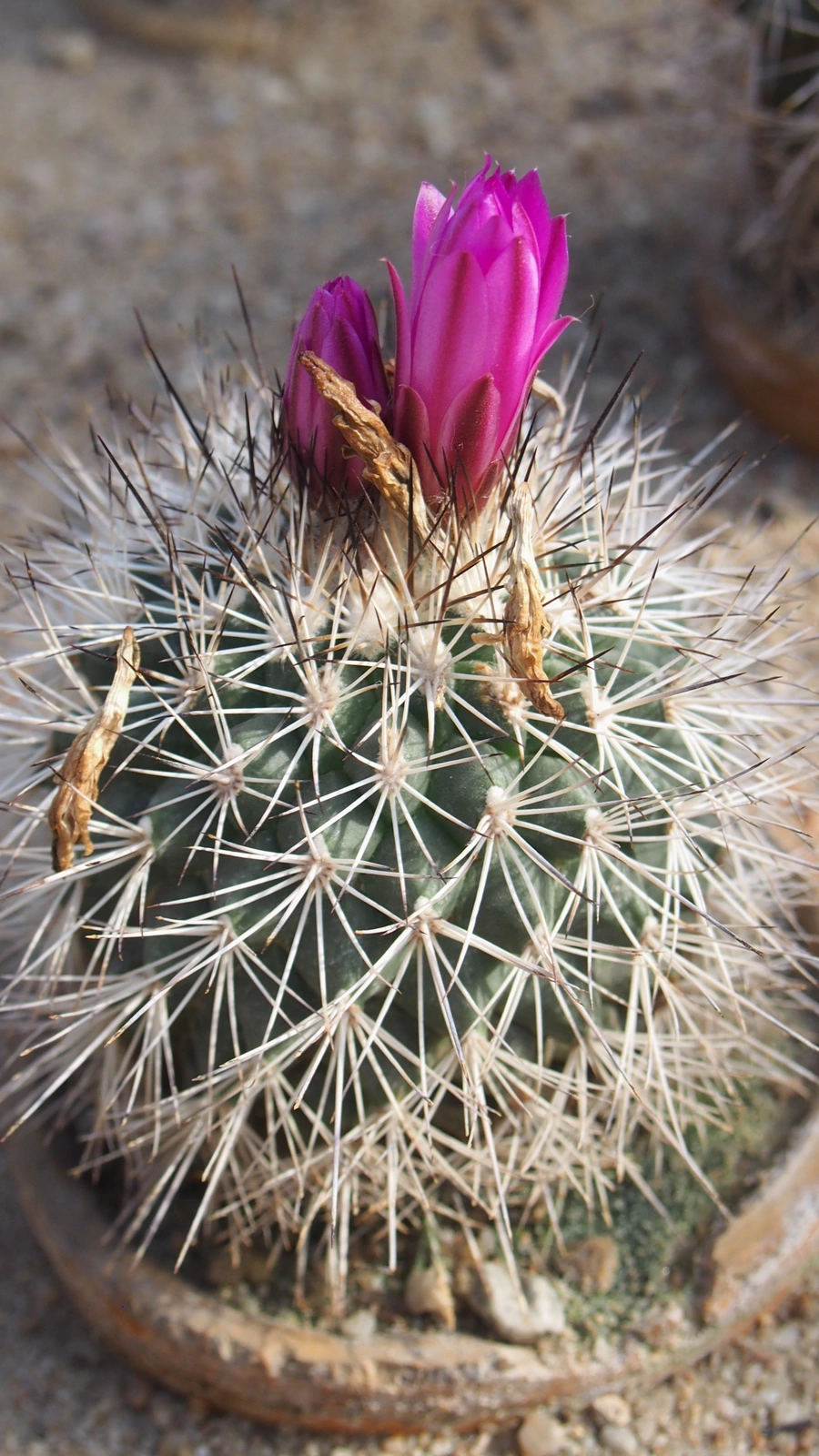Kadenicarpus horripilus