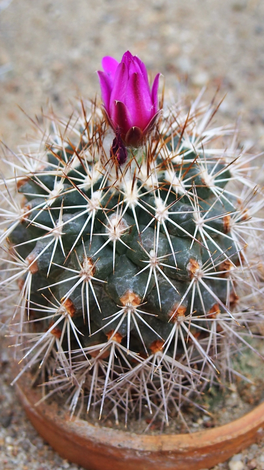 Kadenicarpus horripilus
