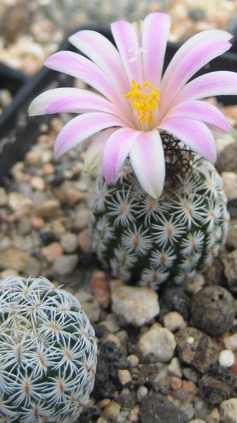 Kadenicarpus pseudomacrochele