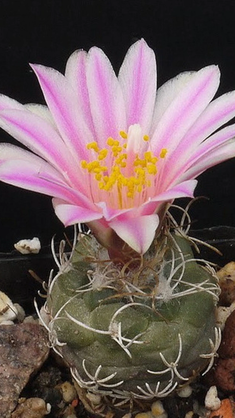Kadenicarpus pseudomacrochele