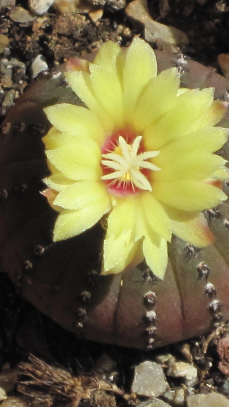 Frailea castanea