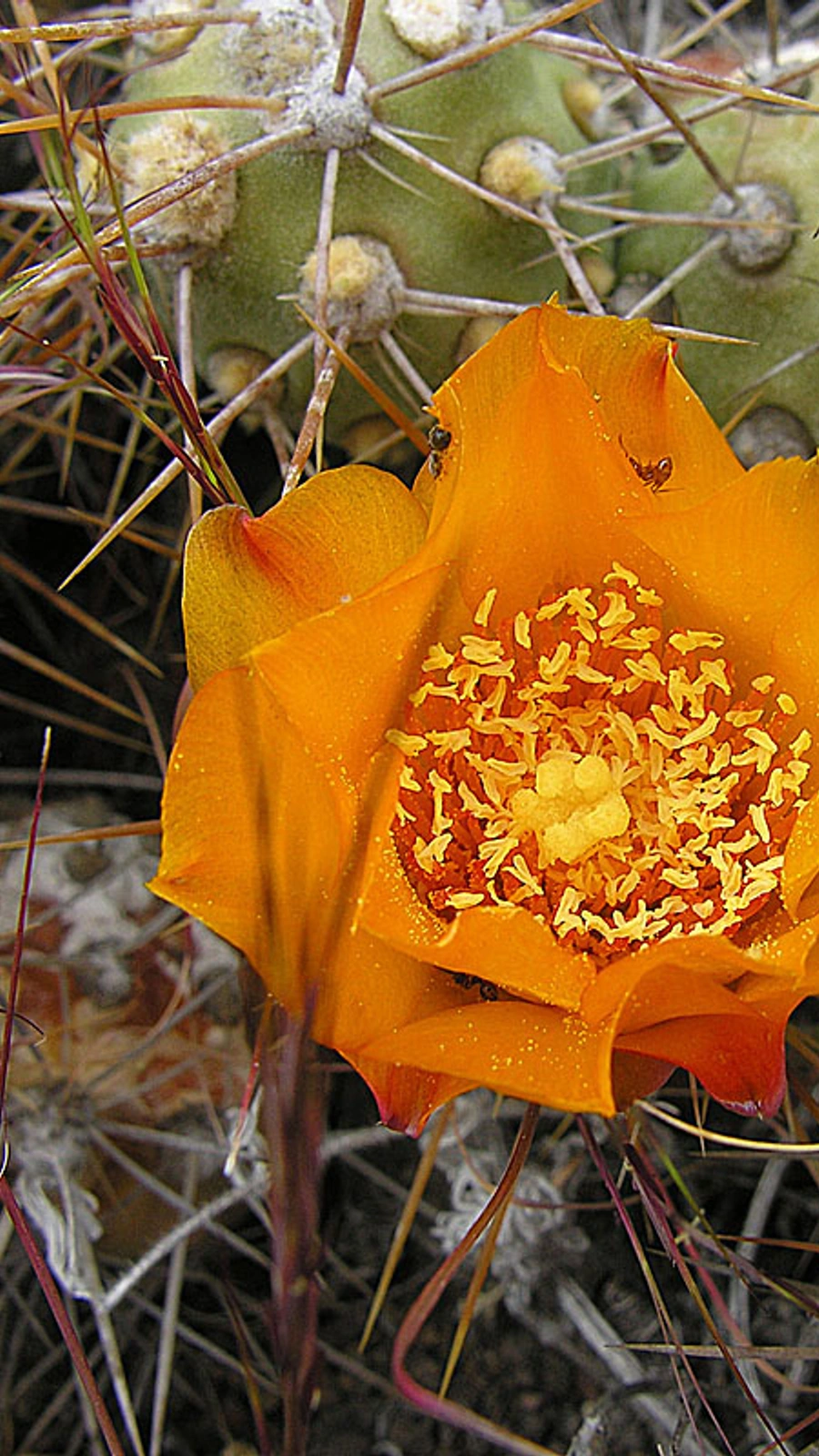 Cumulopuntia sphaerica