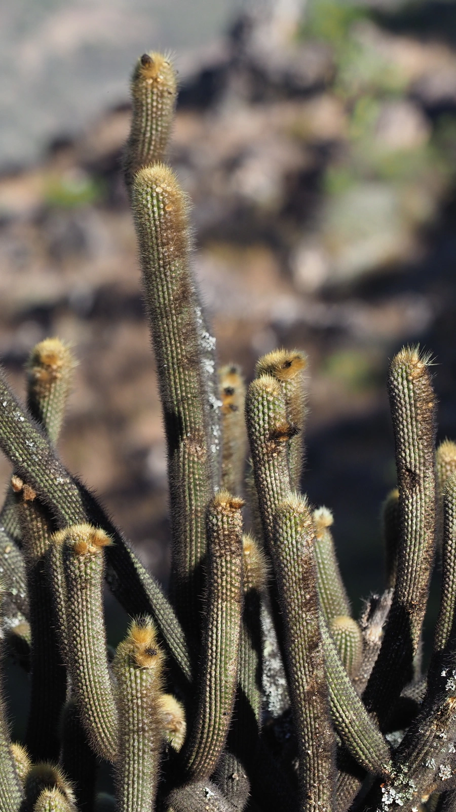 Lasiocereus rupicola