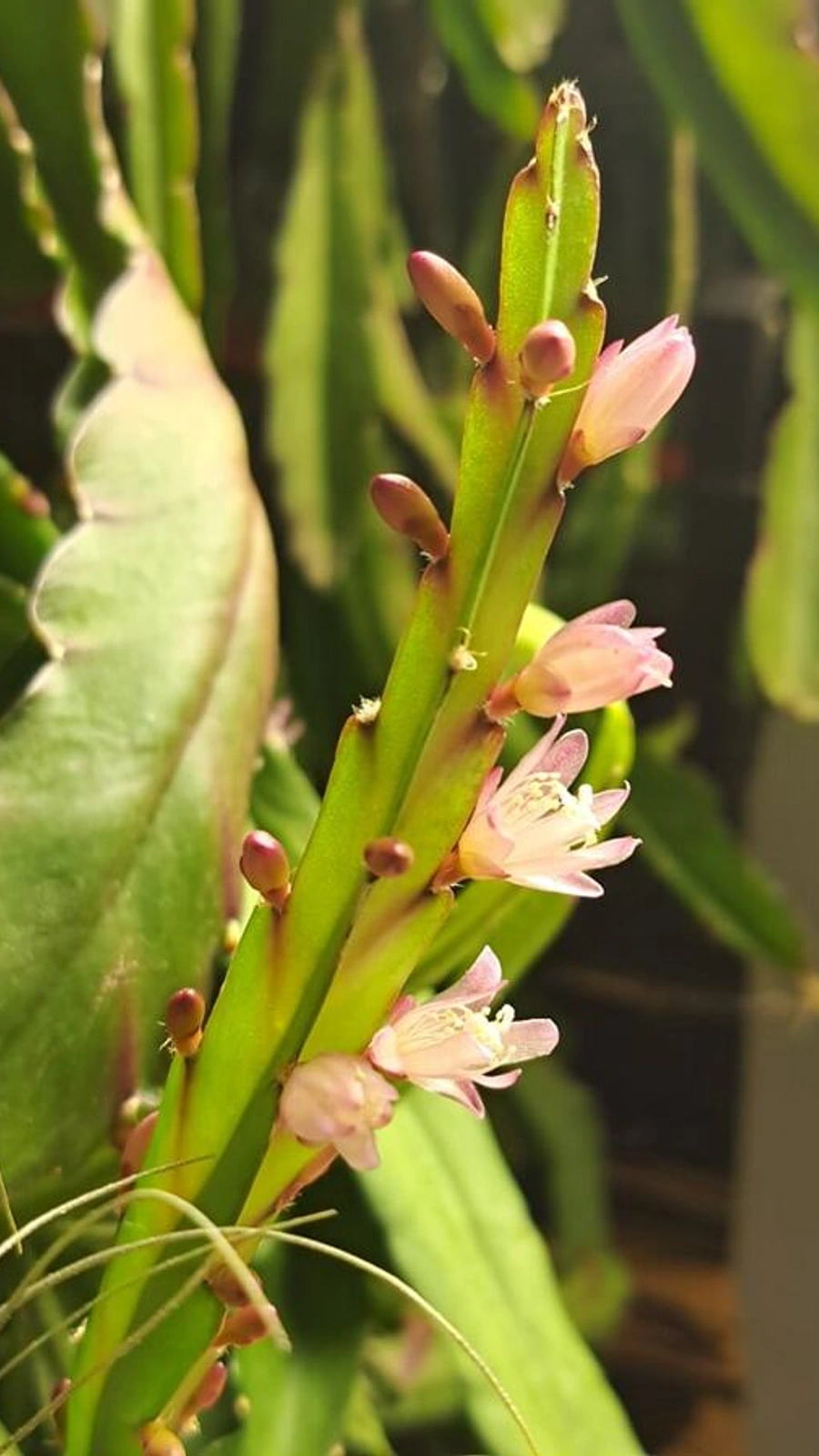 Lepismium floribundum
