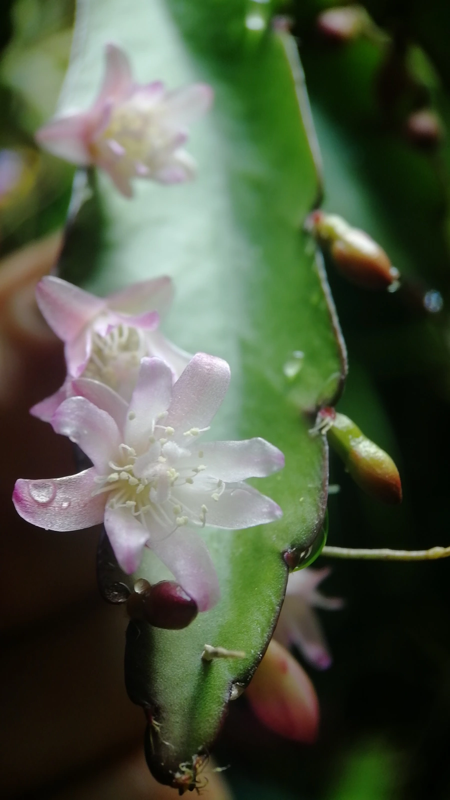Lepismium floribundum