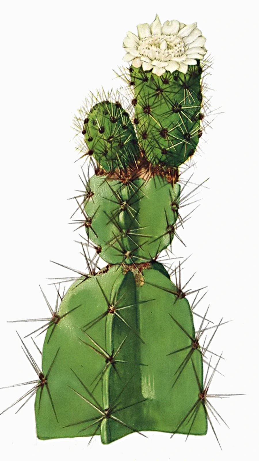 Leptocereus arboreus