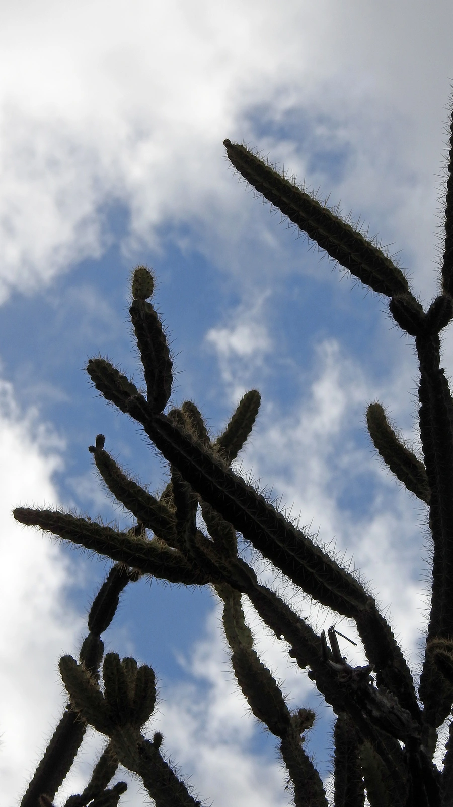 Leptocereus arboreus