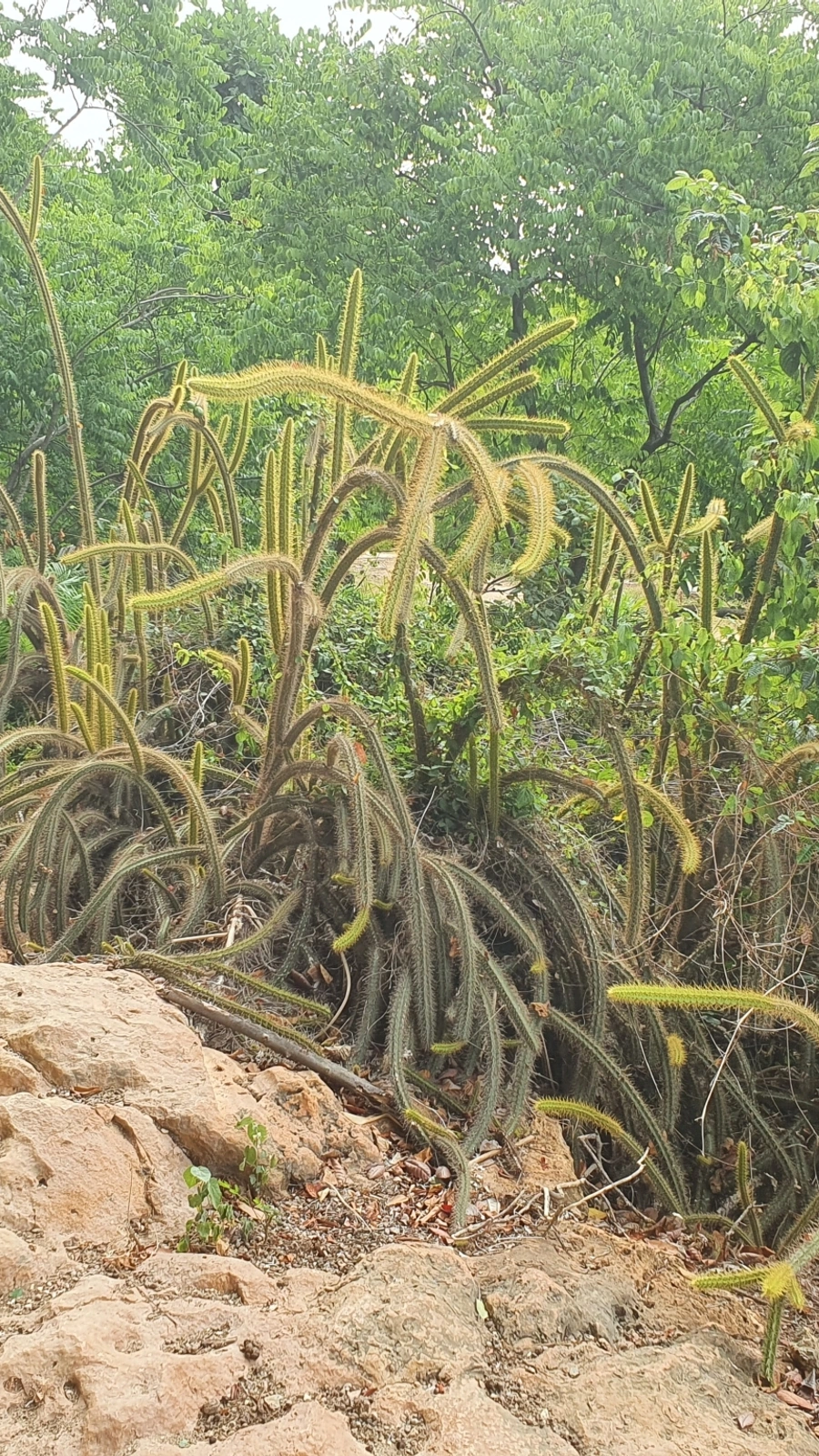 Leptocereus cremnophilus