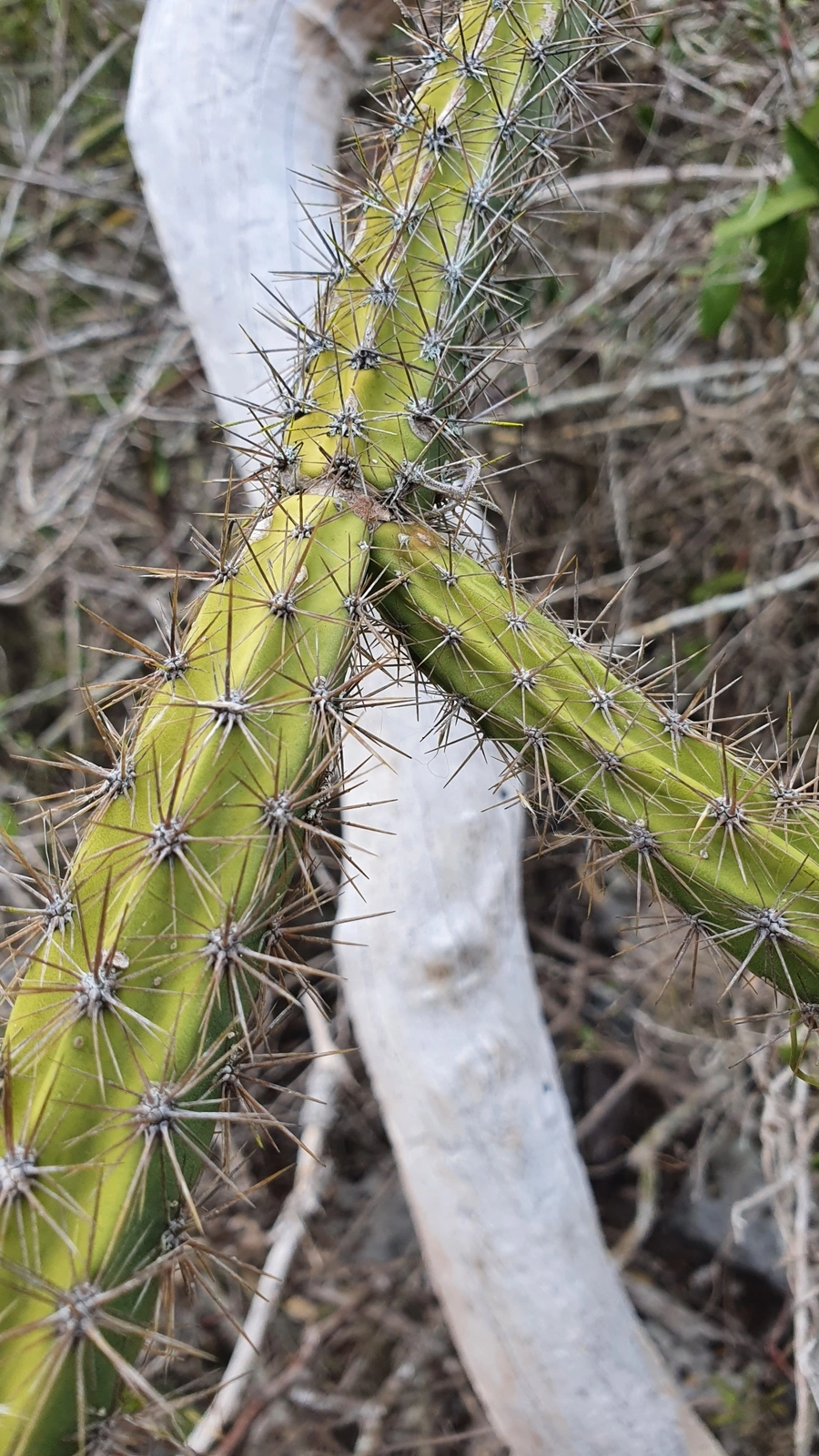 Leptocereus demissus