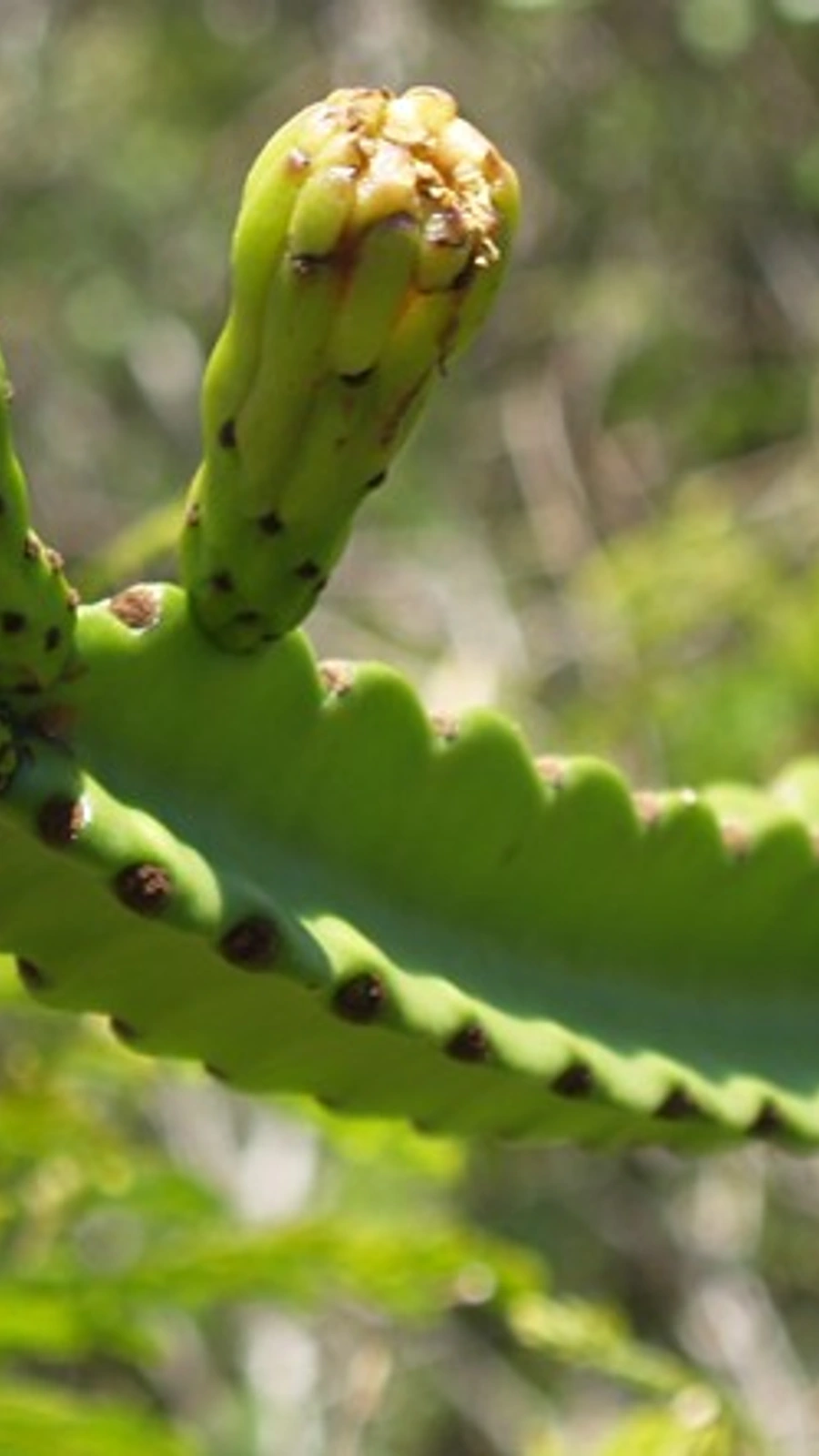 Leptocereus grantianus