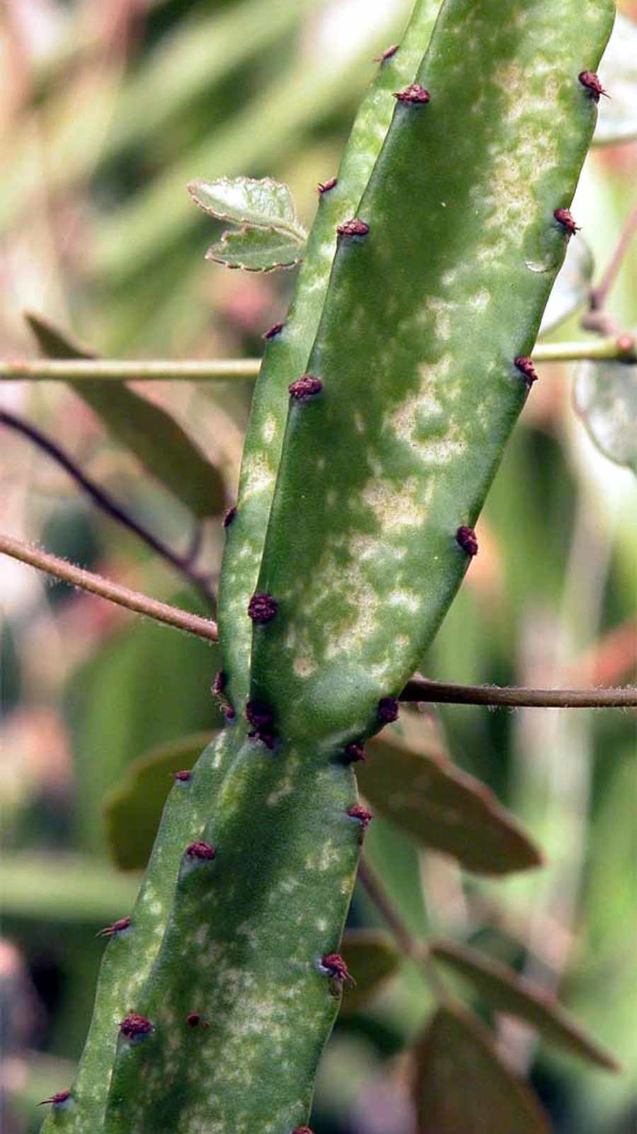 Leptocereus grantianus