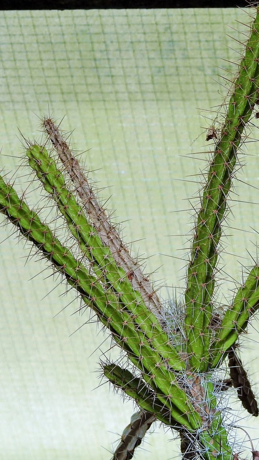 Leptocereus leonii