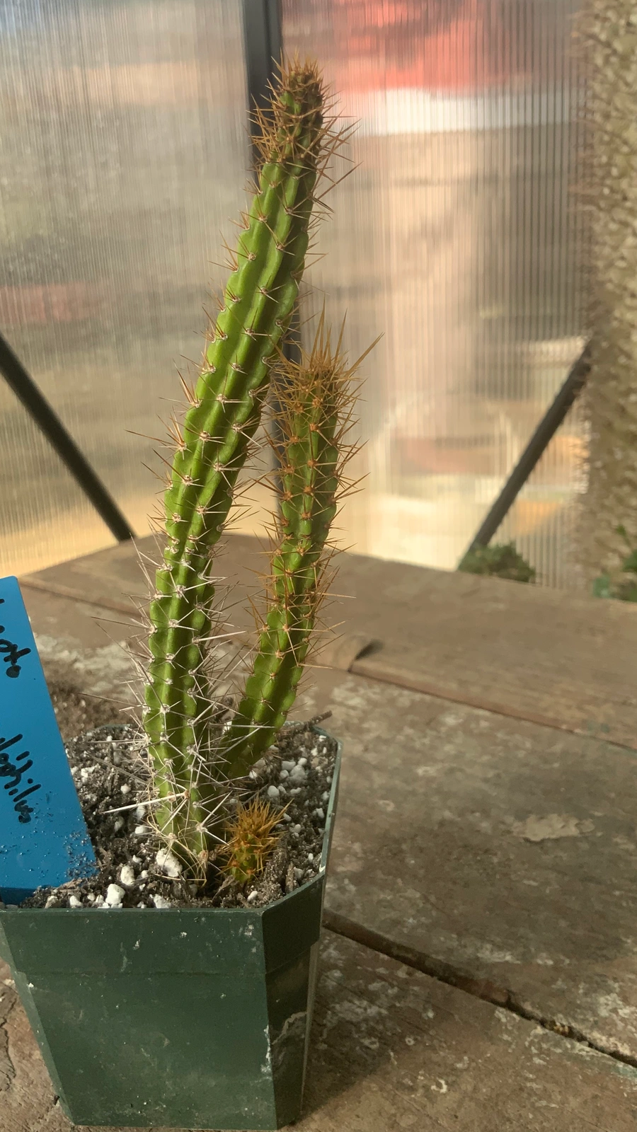 Leptocereus scopulophilus