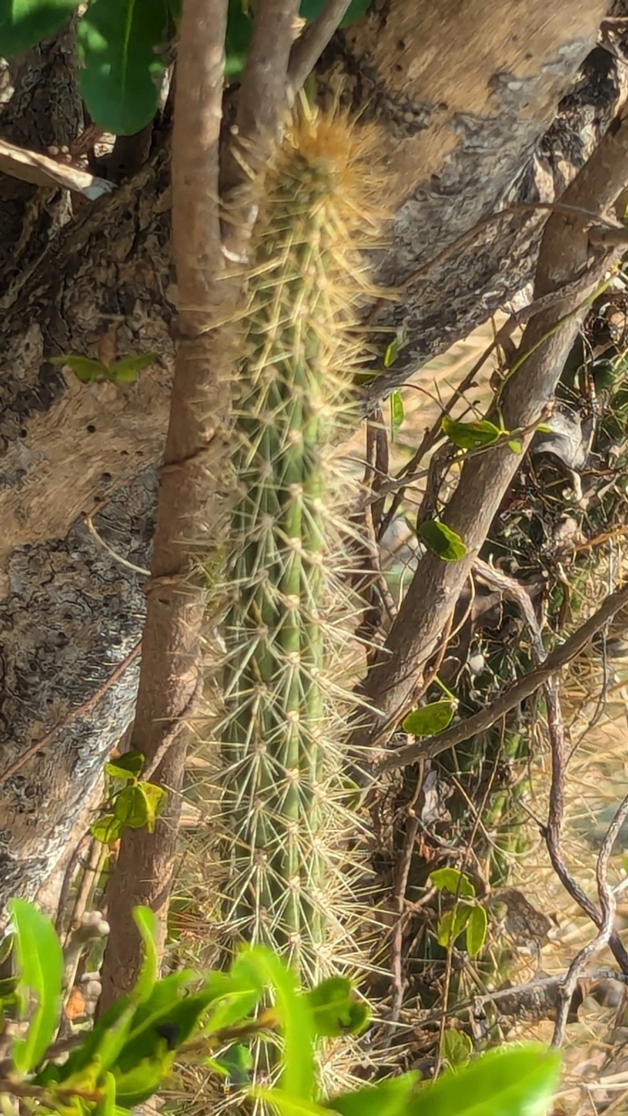 Leptocereus septentrionalis