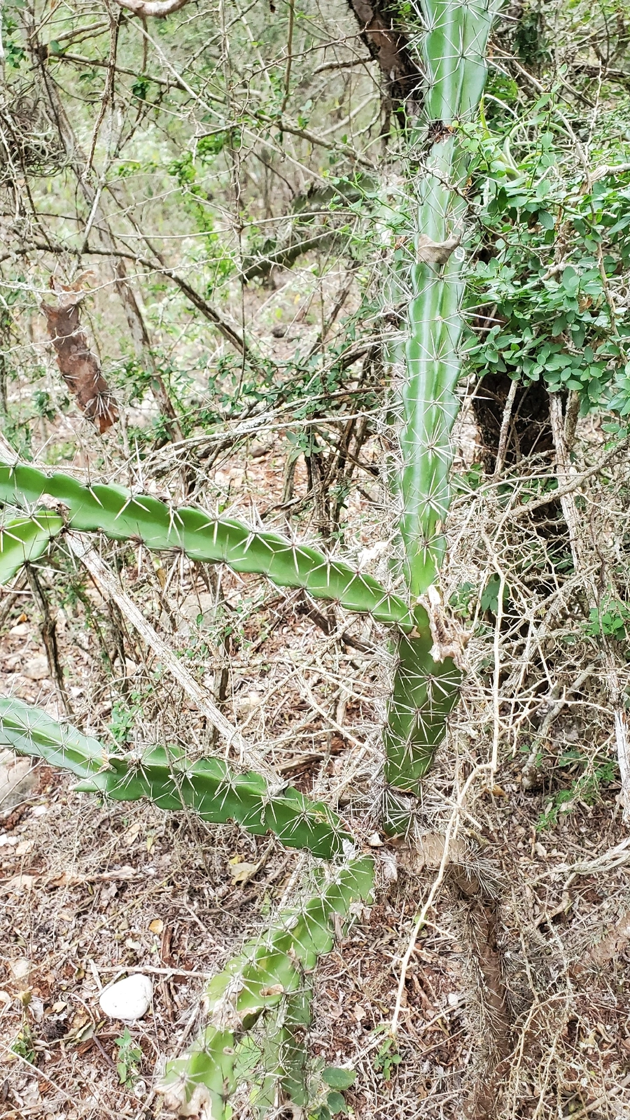 Leptocereus velozianus