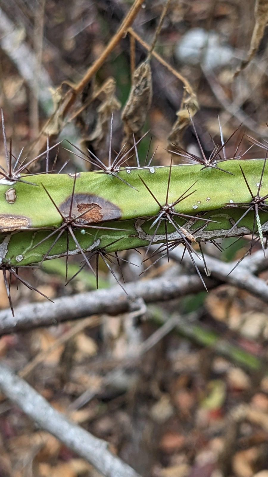 Leptocereus weingartianus
