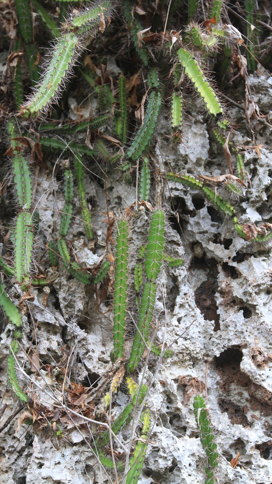 Leptocereus weingartianus