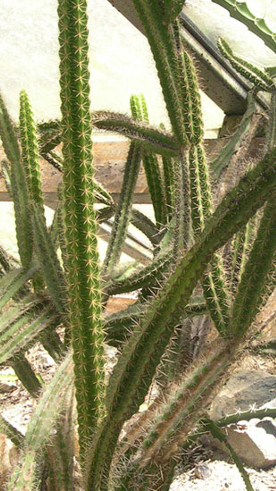 Leptocereus wrightii