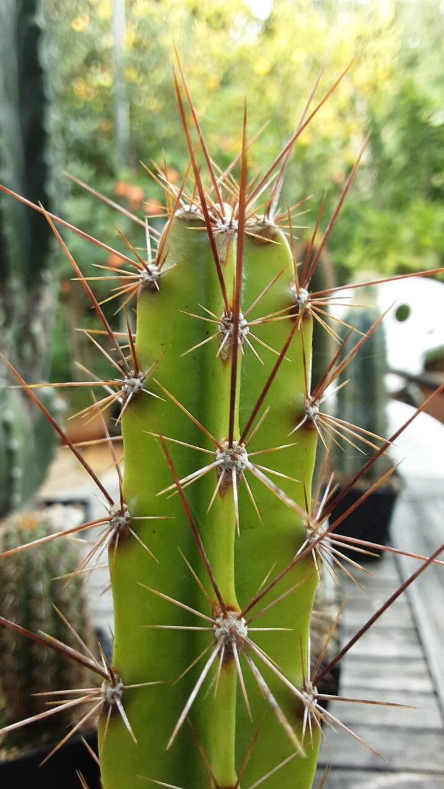 Leptocereus wrightii
