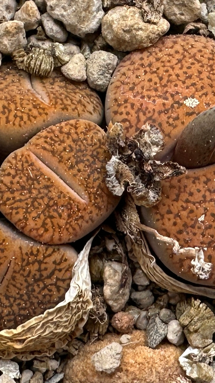 Lithops lesliei