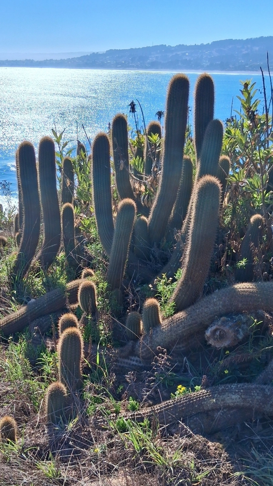 Leucostele bolligeriana